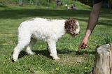 LAGOTTO CAVAGE 016